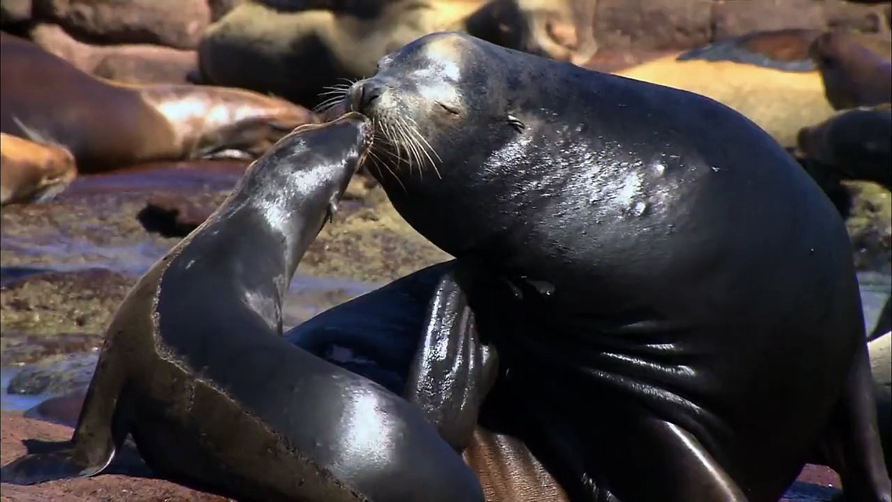 Les bébés animaux