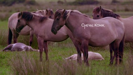 Wild Trip - Chevaux Konik d'Écosse