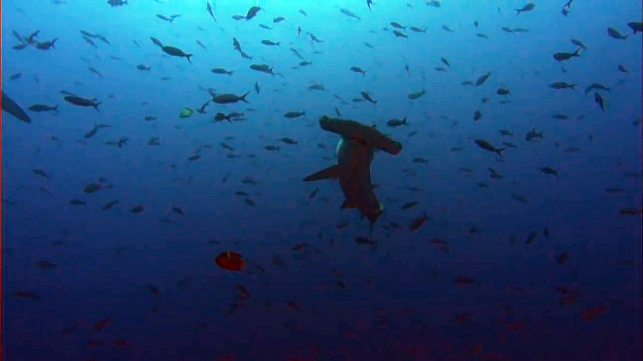 Mois des requins : le requin marteau