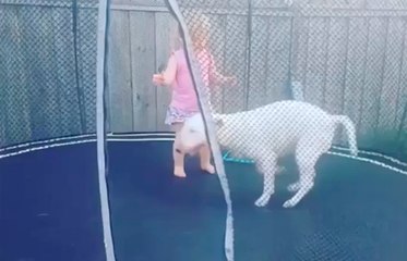 Une petite fille s'amuse avec son chien sur un trampoline !