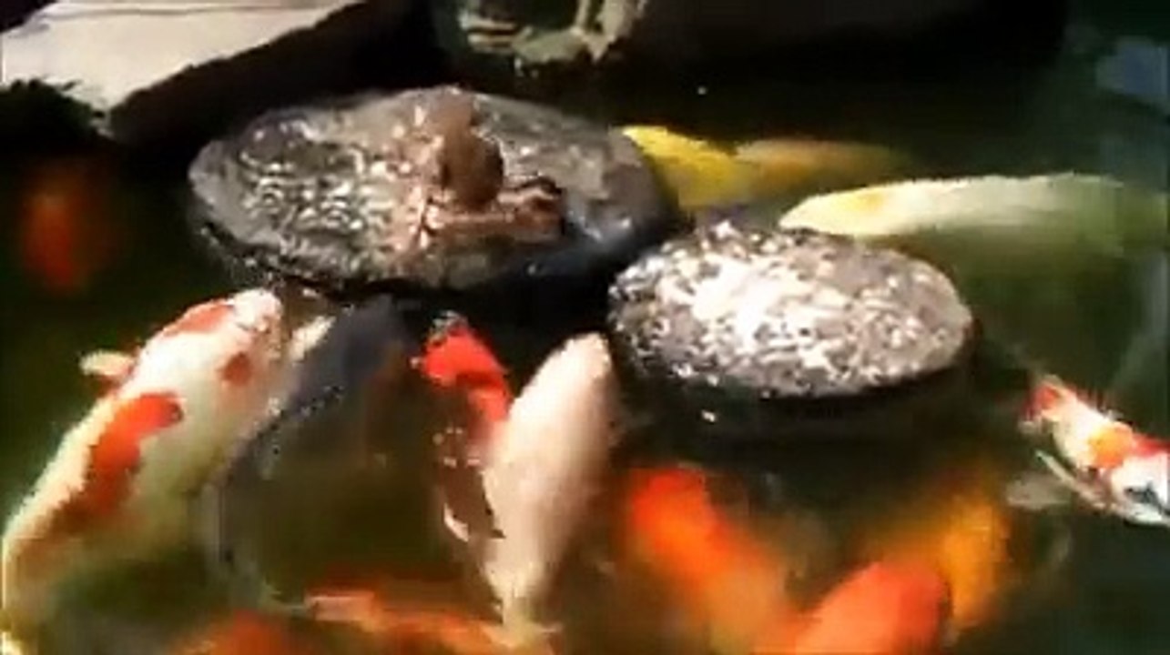 amazing videos