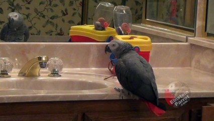 Parrot says 'Bombs Away' for hysterical reason
