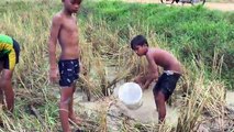 Amazing Children Catch A Lot Of Mud Fish By Bare Hand On Rice Field - Cambodian Traditional Fishing[2]