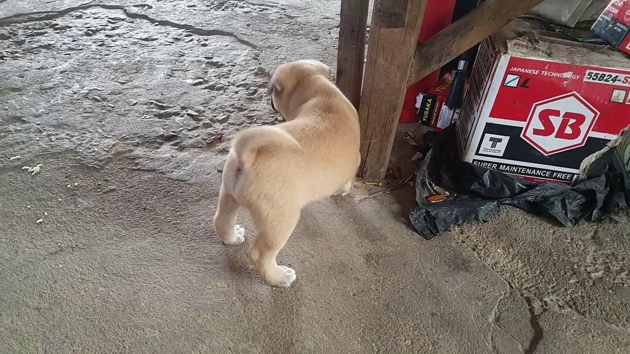 កូនឆ្កែខ្ចូត
