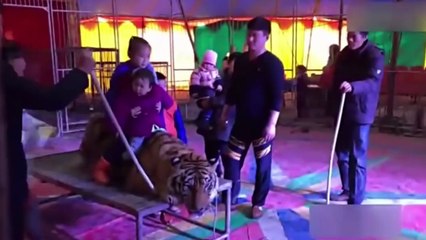 Un tigre ligoté pour que des visiteurs puissent prendre une photo sur son dos