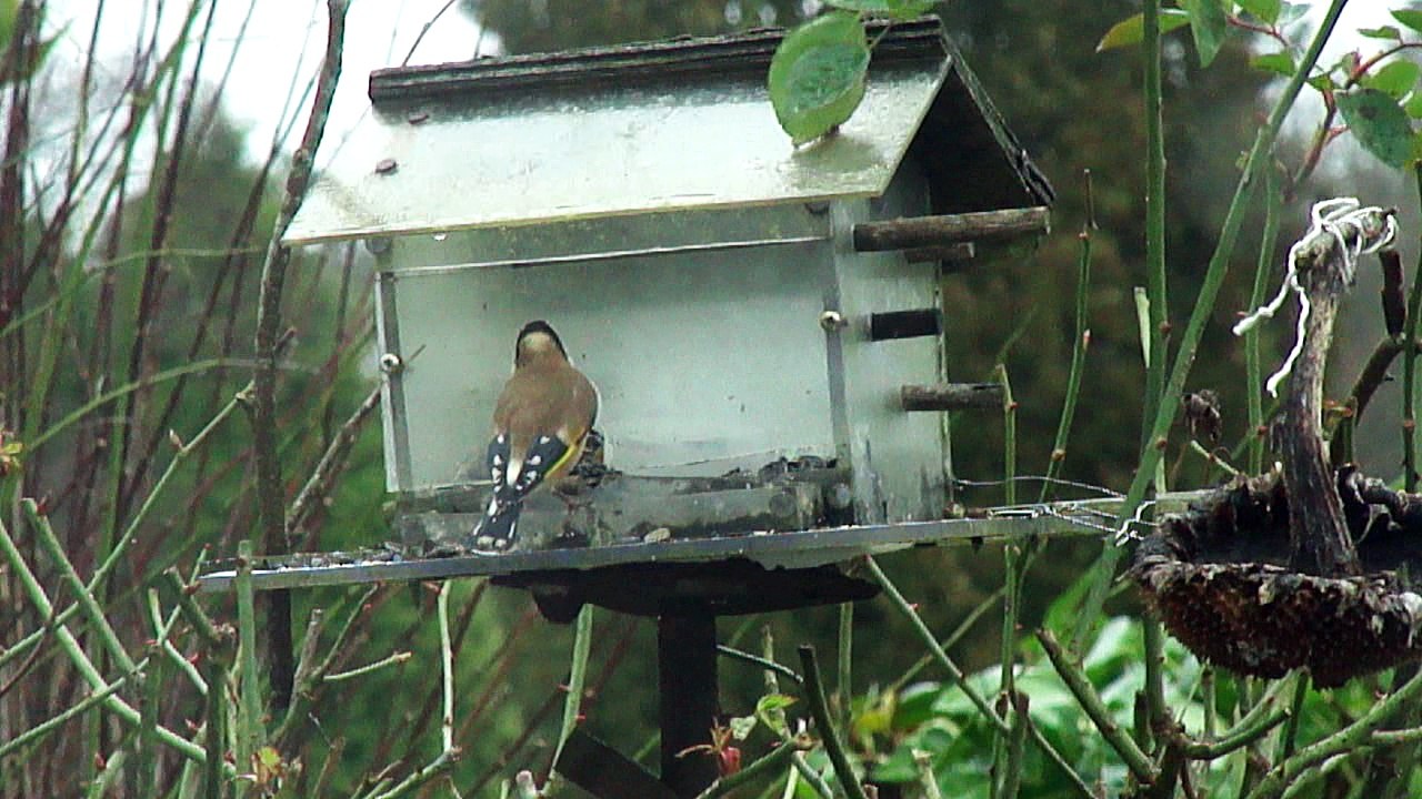 Le Chardonneret fait étape