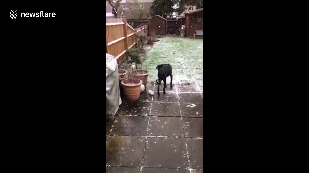 Dog experiences snow in the UK for the first time