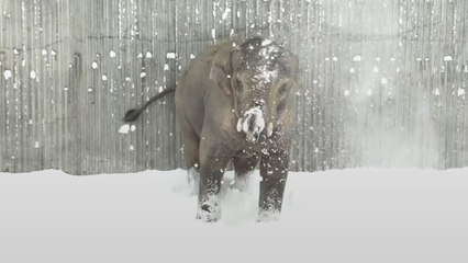 Snow won't stop the animals in Oregon Zoo from having fun