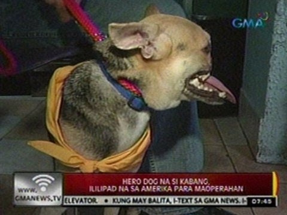 24 Oras: Hero dog na si Kabang, ililipad na sa Amerika para maoperahan