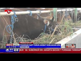 Penjualan Sapi di Kupang Turun akibat Kebijakan Impor