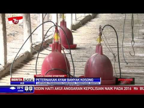 Sejumlah Peternakan Ayam di Tangerang Banyak Kosong