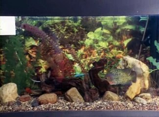 Ералаш (117 выпуск)