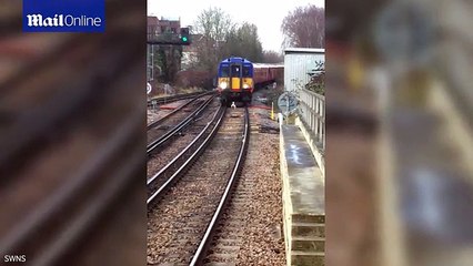 Hilarious! Train delayed after swan refuses to get off track