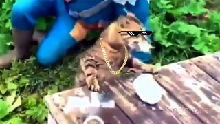 Cats-Thug-Life-Compilation