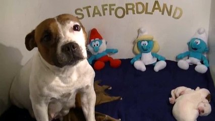 7ème vidéo Chiots de la 27ème portée de STAFFORDLAND