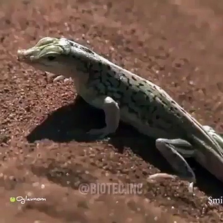Animals