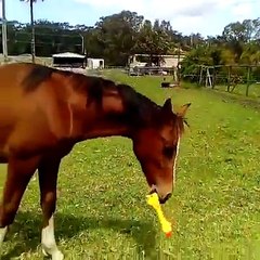 Este cavalo ama sua galinha de borracha
