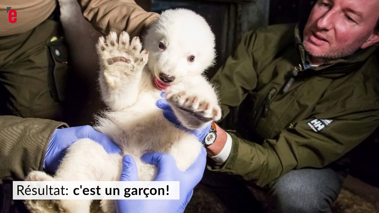 Un petit ours polaire est né au zoo de Berlin