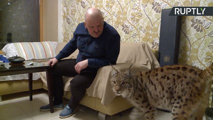 Russo tem um lince de estimação...num apartamento!