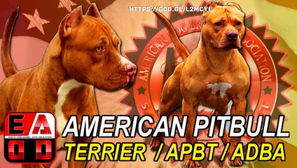 AMERICAN PITBULL TERRIER STANDARD UKC EADD TV  VIDEO CHANNEL