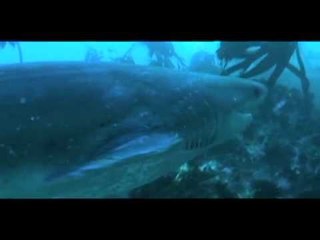 Born to be Wild celebrates Christmas with the elusive mameng