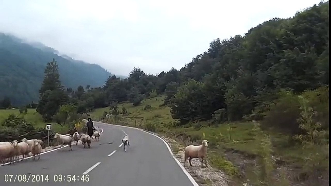 Koyunların İsyan Edip Çobana Saldırması