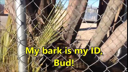 Boise County Sheriff must have trained this dog