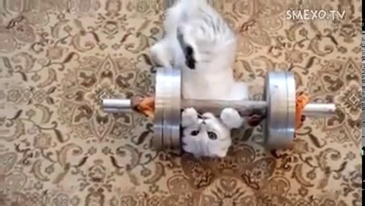 Кот подтягивается на турнике