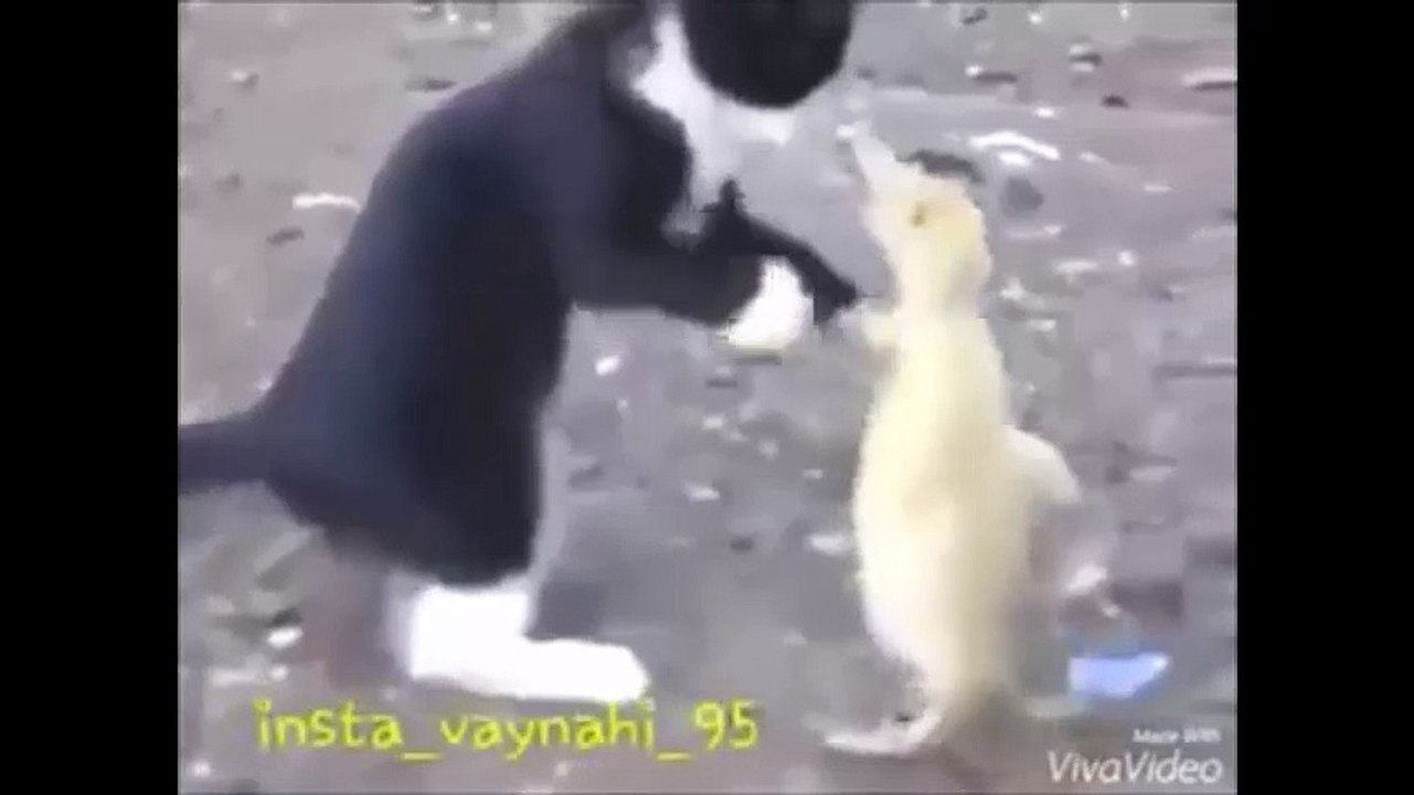 Kavganın galibi kim olacak acaba