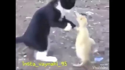 Kavganın galibi kim olacak acaba