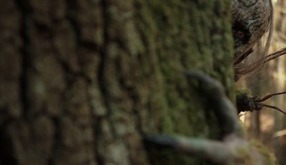 Arbor Demon    -    trailer