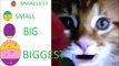 Learn Sizes Smallest to Biggest witch Animated Eggs for Kids