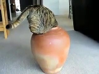 Кот и ваза 2