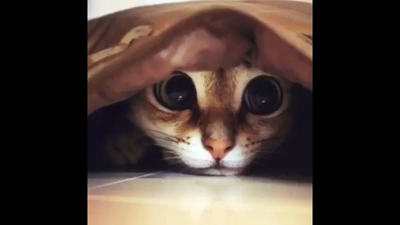 cat funny(3)