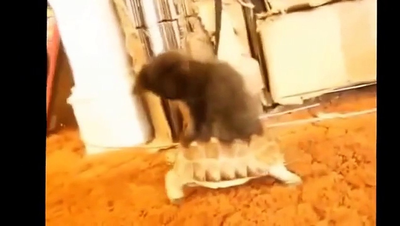 Funny crazy Animals - Very Funny Video 2016