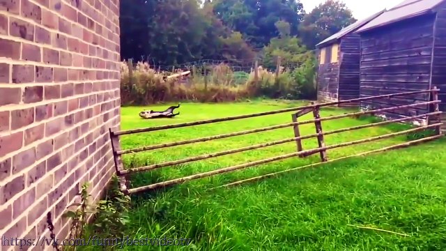 ЛУЧШИЕ ПРИКОЛЫ 2016 Ноябрь | Лучшая Подборка Приколов | TOP Funny funny videos 2016 hard joke