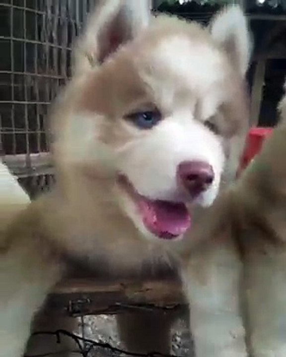 Husky Dog | Your daily dose of cuteness