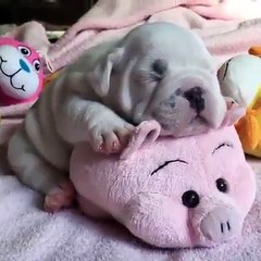 Sleeping Baby Bulldog! So Cute!