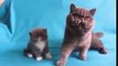 Exotic shorthair kittens | Cute Cats