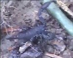 The Most Dangerous Scorpions in the World-Black-Scorpions