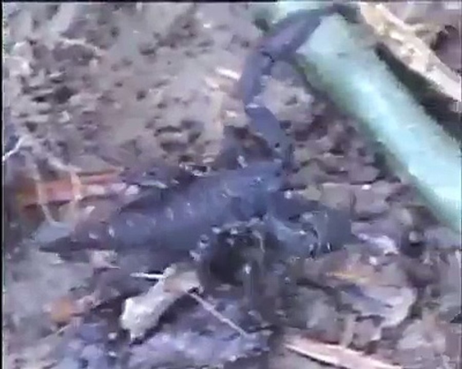 The Most Dangerous Scorpions in the World-Black-Scorpions