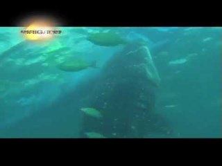 Brigada: Mga tuki o butanding sa Oslob, Cebu