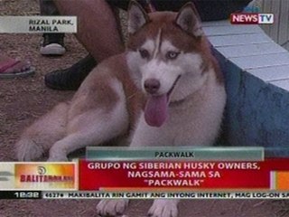BT: Grupo ng Siberian Husky owners, nagsama-sama sa 'Packwalk'