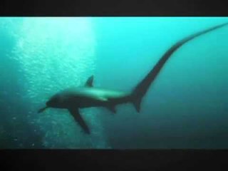 TEASER: Born to be Wild episode airing Feb 1, 2012