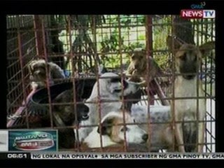 BP: Mga asong gala sa NCotabato,   hinuli kaugnay sa kampanya vs-  rabies