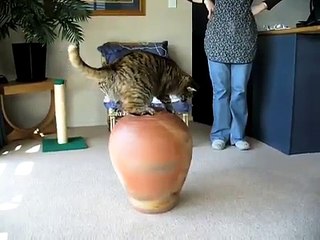 Кот и ваза 1
