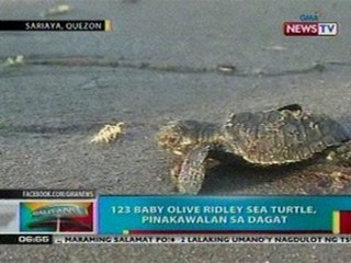 BP: Ang mga pawikan sa Davao, sa Cebu at sa Quezon na inaalagaan