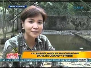 UB: Nahuling buwayang si Valentino, dinarayo ng mga turista sa crocodile farm sa Palawan (021712)