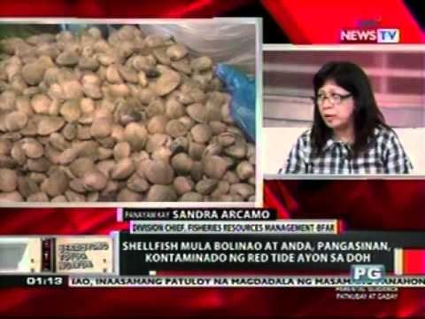 Shellfish mula Bolinao at Anda, Pangasinan, kontaminado ng red tide ayon sa DOH