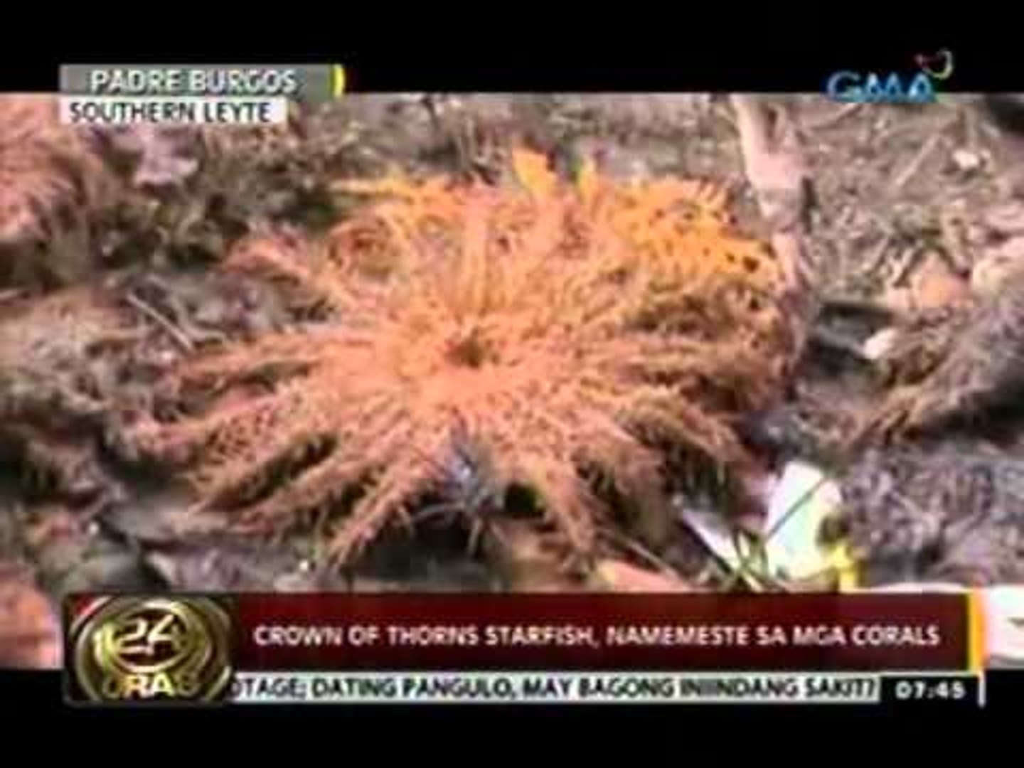 24 Oras: Crown of Thorns Starfish, namemeste sa mga corals sa Southern Leyte